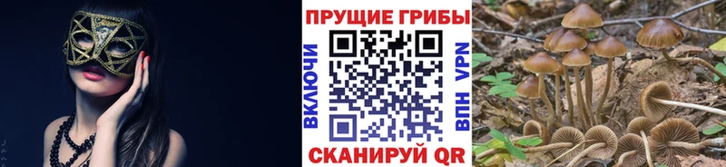 купить  сайты  Новая Ладога  ОМГ ОМГ tor  Псилоцибиновые грибы мухоморы 